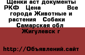 Щенки аст документы РКФ › Цена ­ 15 000 - Все города Животные и растения » Собаки   . Самарская обл.,Жигулевск г.